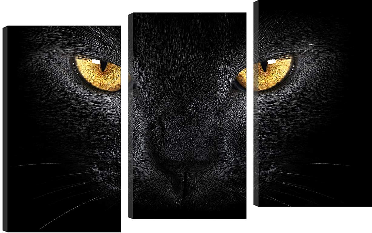 Модульная картина - Взгляд черного кота