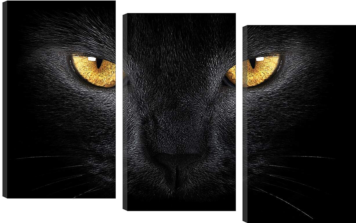Модульная картина - Взгляд черного кота
