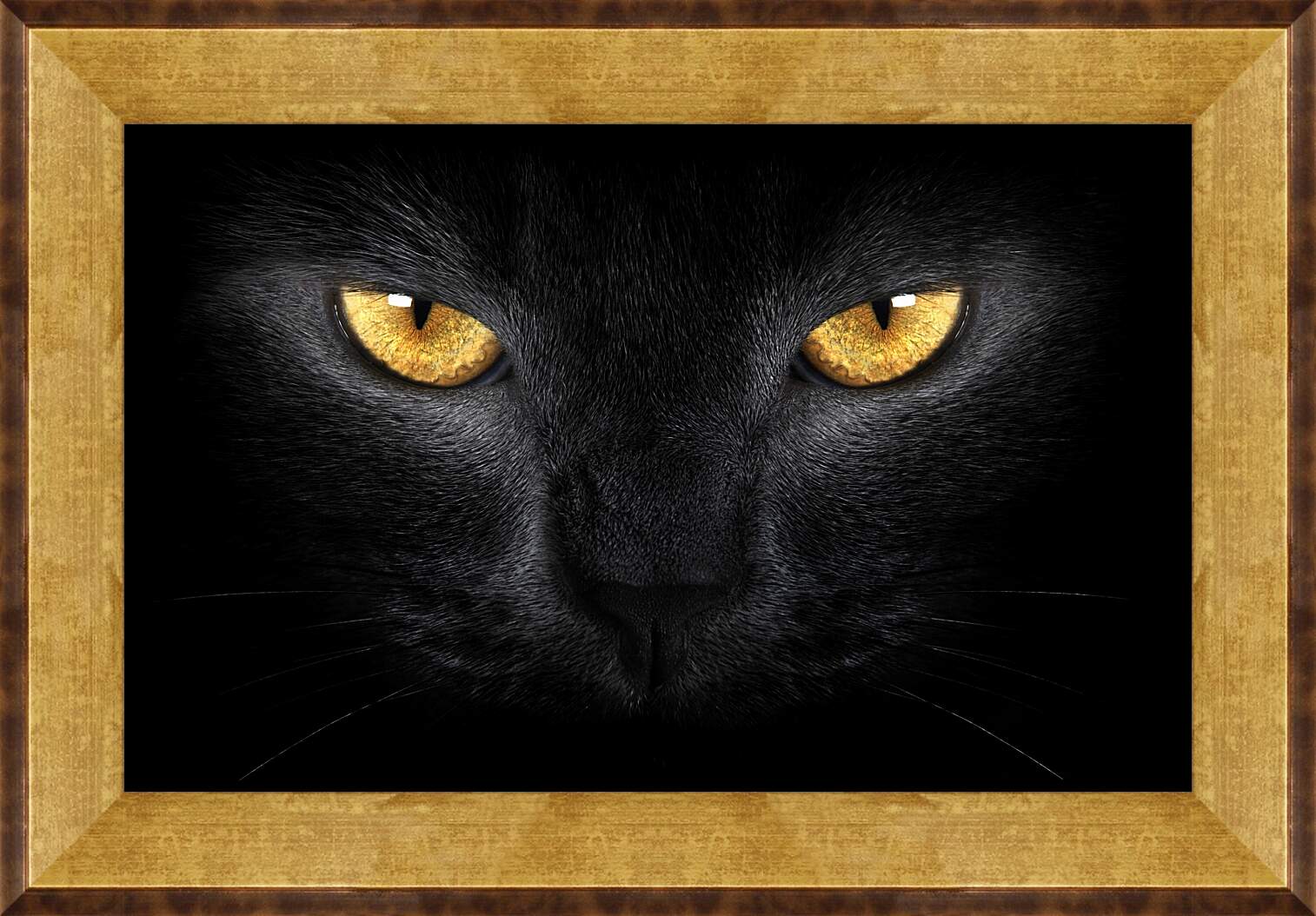 Картина в раме - Взгляд черного кота