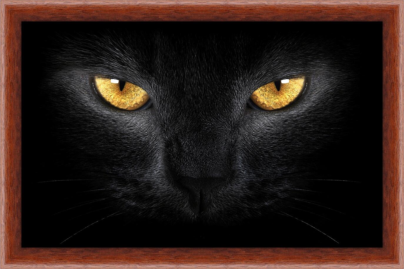 Картина в раме - Взгляд черного кота
