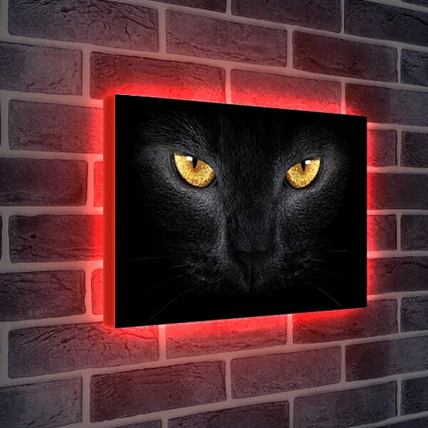 Лайтбокс световая панель - Взгляд черного кота