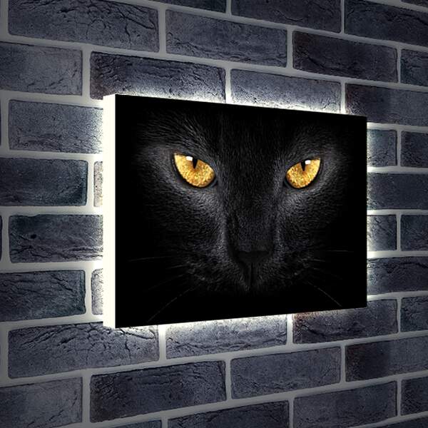 Лайтбокс световая панель - Взгляд черного кота