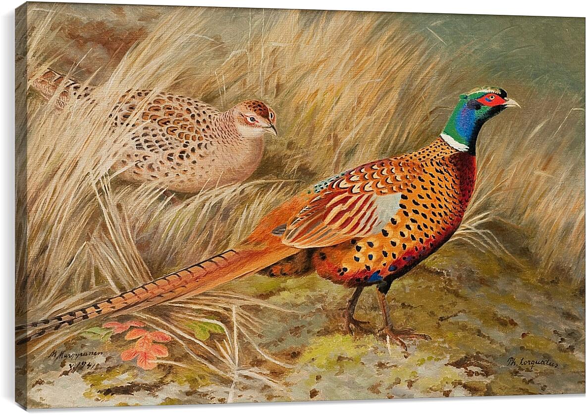 Живопись Королевский фазан акрил