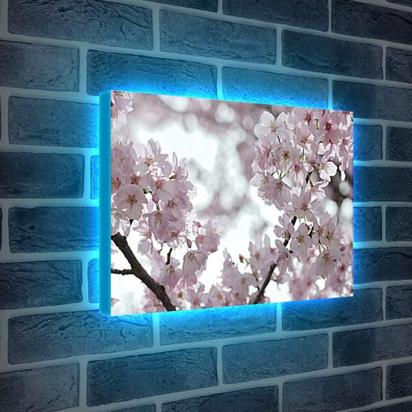 Лайтбокс световая панель - Сакура в цвету