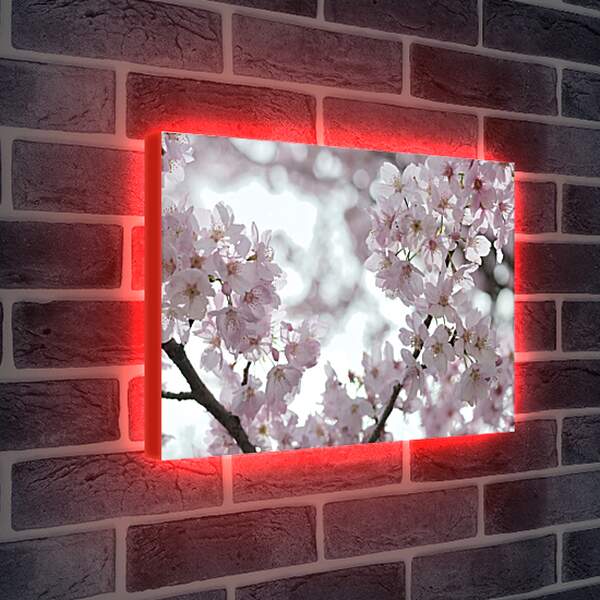 Лайтбокс световая панель - Сакура в цвету