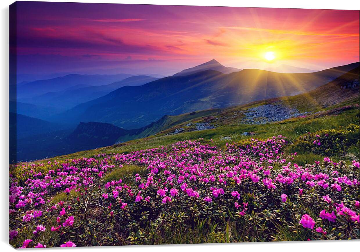 Постер и плакат - Цветы в лучах закатного солнца