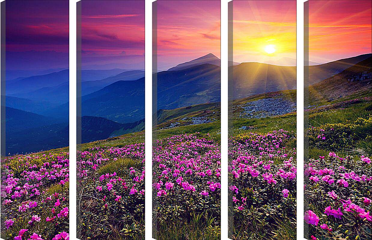 Модульная картина - Цветы в лучах закатного солнца