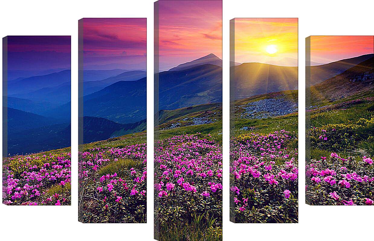 Модульная картина - Цветы в лучах закатного солнца