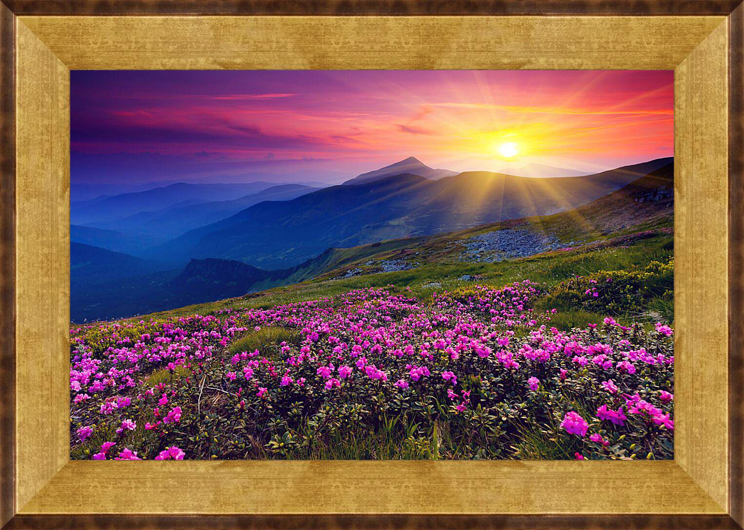 Картина в раме - Цветы в лучах закатного солнца