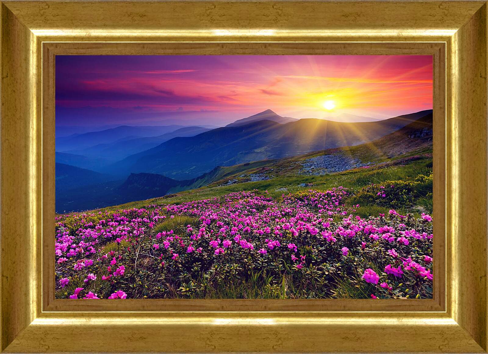 Картина в раме - Цветы в лучах закатного солнца