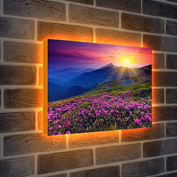 Лайтбокс световая панель - Цветы в лучах закатного солнца