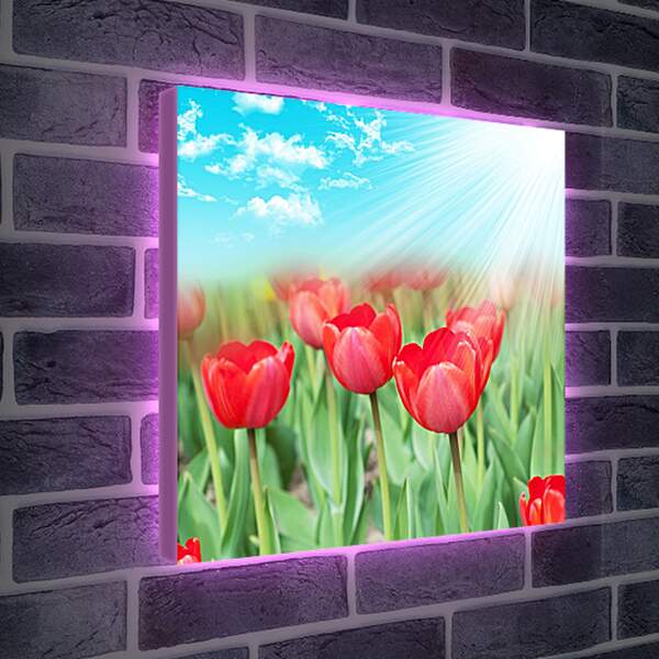 Лайтбокс световая панель - Тюльпаны на лугу