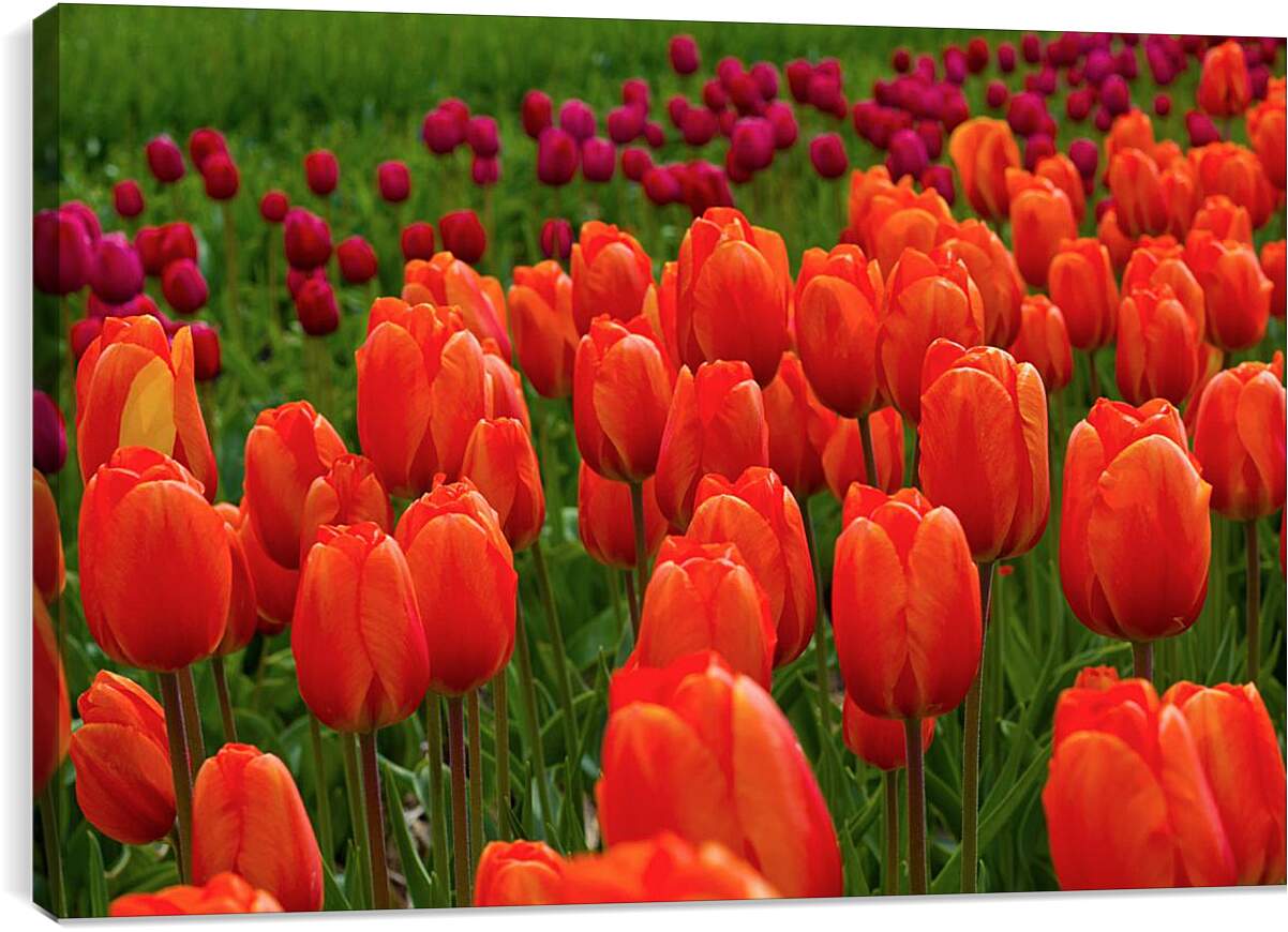 Постер и плакат - Поле красных тюльпанов