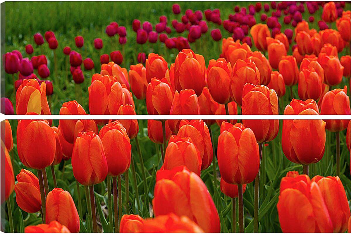 Модульная картина - Поле красных тюльпанов
