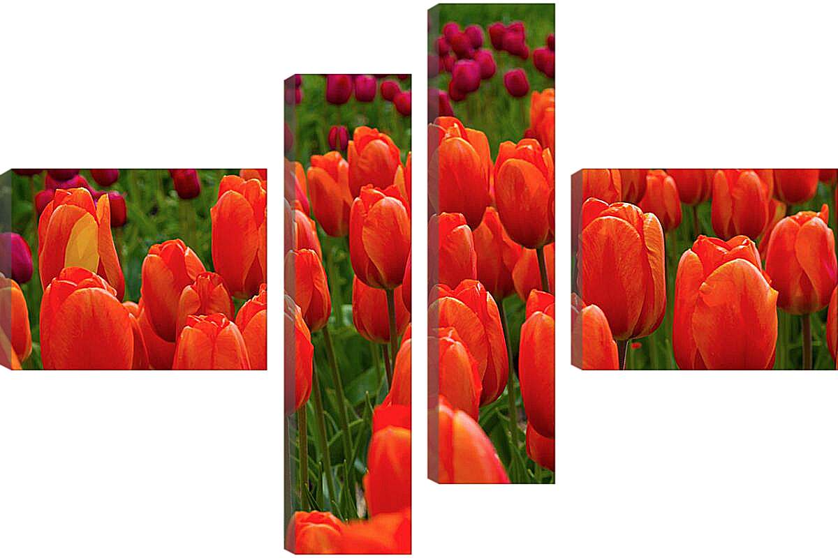 Модульная картина - Поле красных тюльпанов