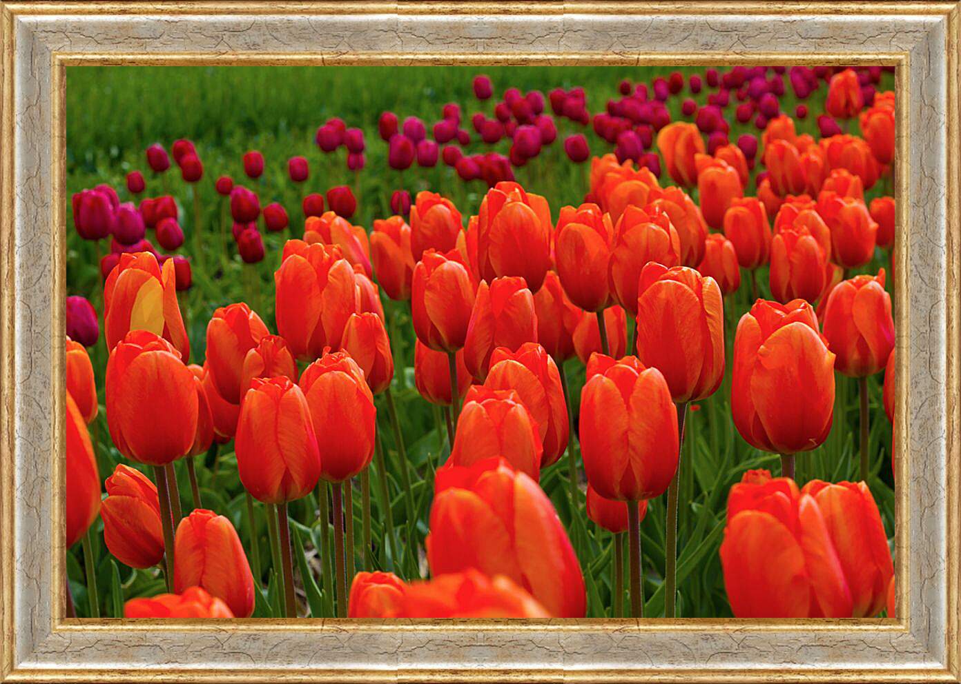 Картина в раме - Поле красных тюльпанов