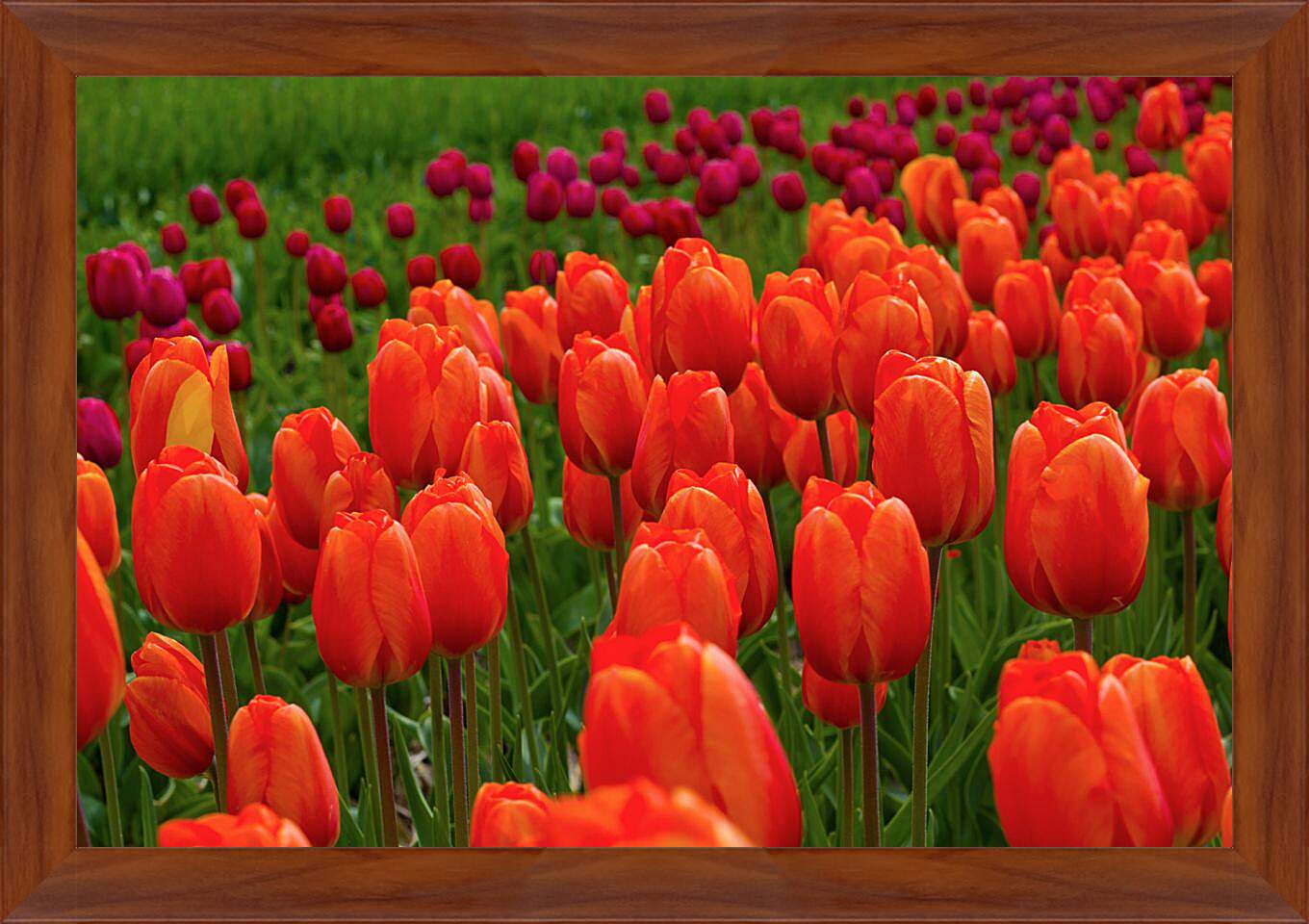 Картина в раме - Поле красных тюльпанов