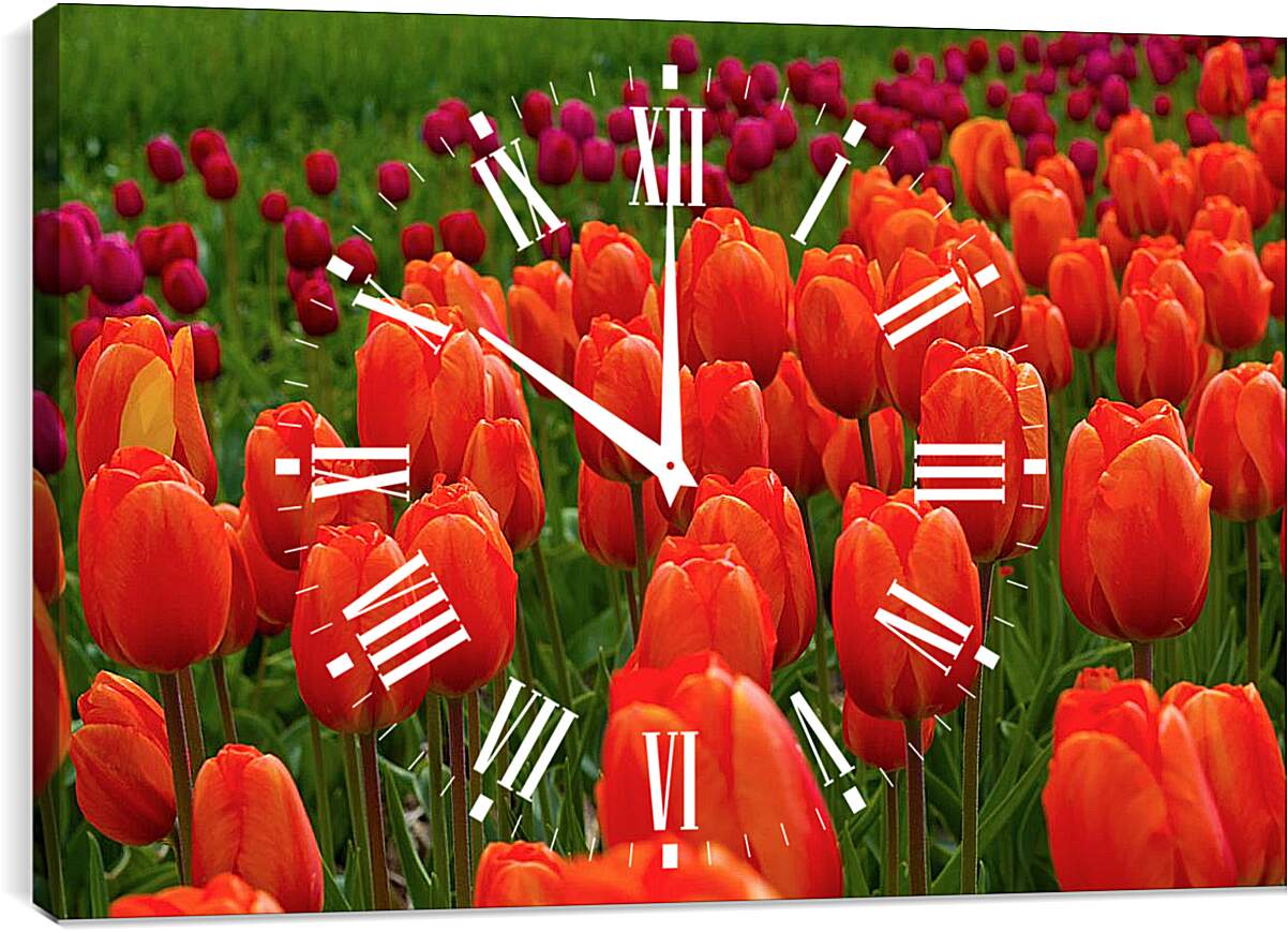 Часы картина - Поле красных тюльпанов