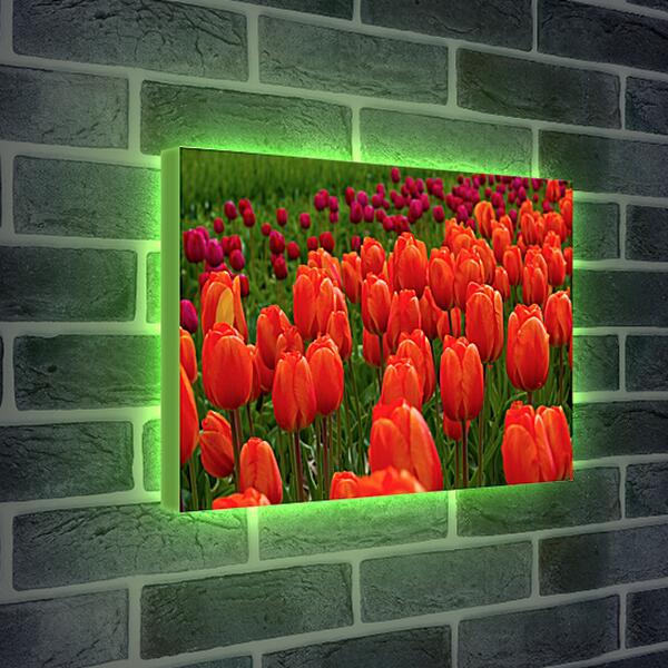 Лайтбокс световая панель - Поле красных тюльпанов