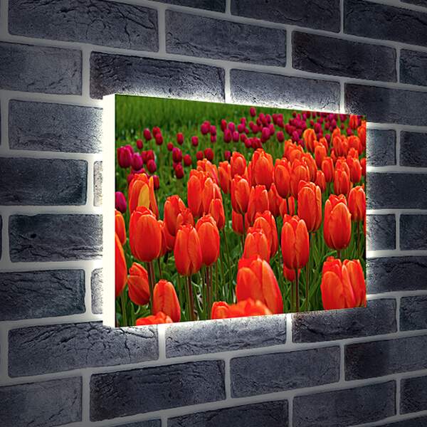 Лайтбокс световая панель - Поле красных тюльпанов