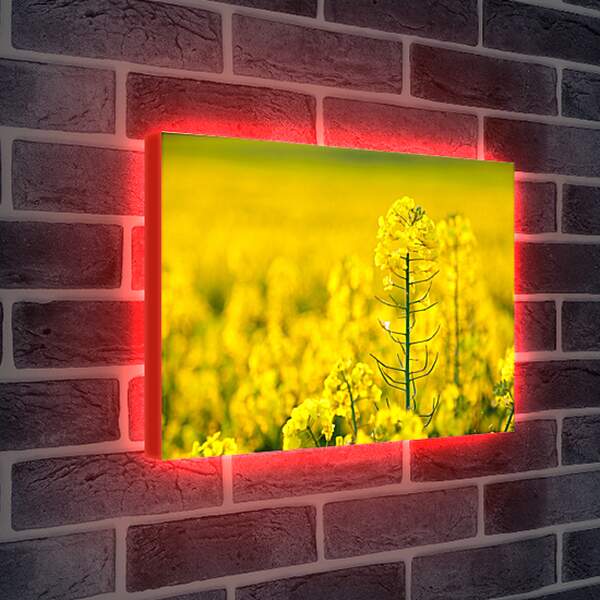 Лайтбокс световая панель - Цветок рапса
