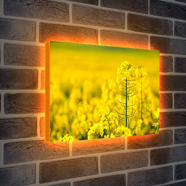 Лайтбокс световая панель - Цветок рапса