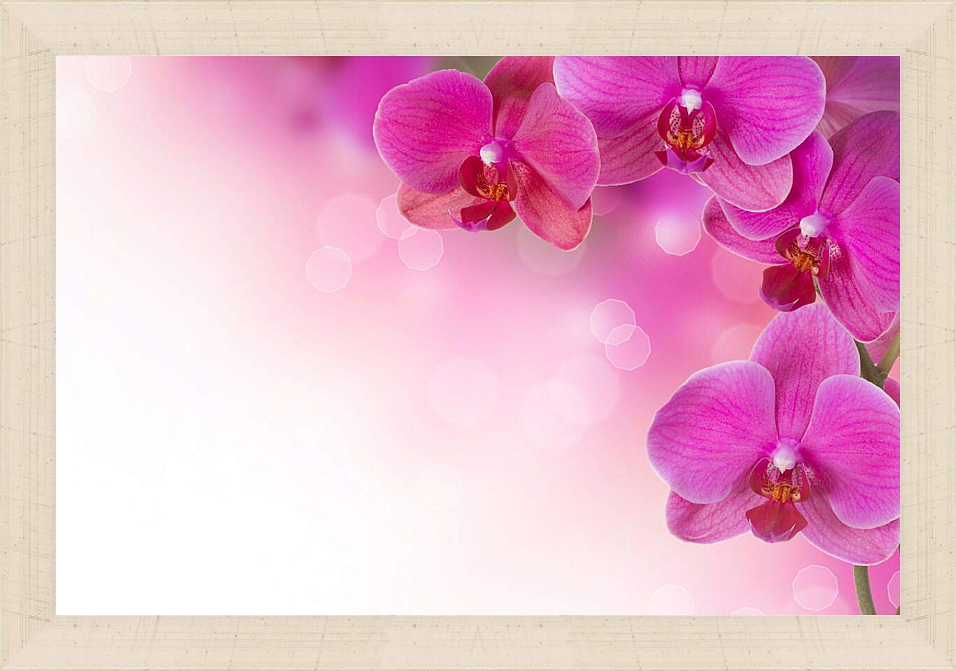 Картина в раме - Розовые орхидеи