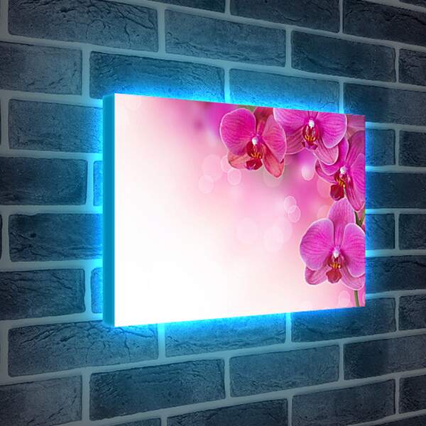 Лайтбокс световая панель - Розовые орхидеи