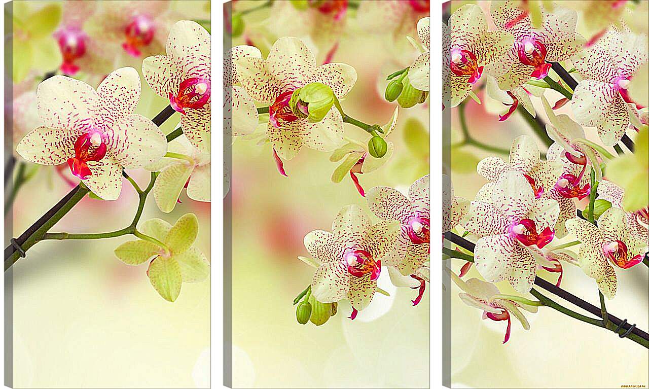 Модульная картина - Тигровые орхидеи