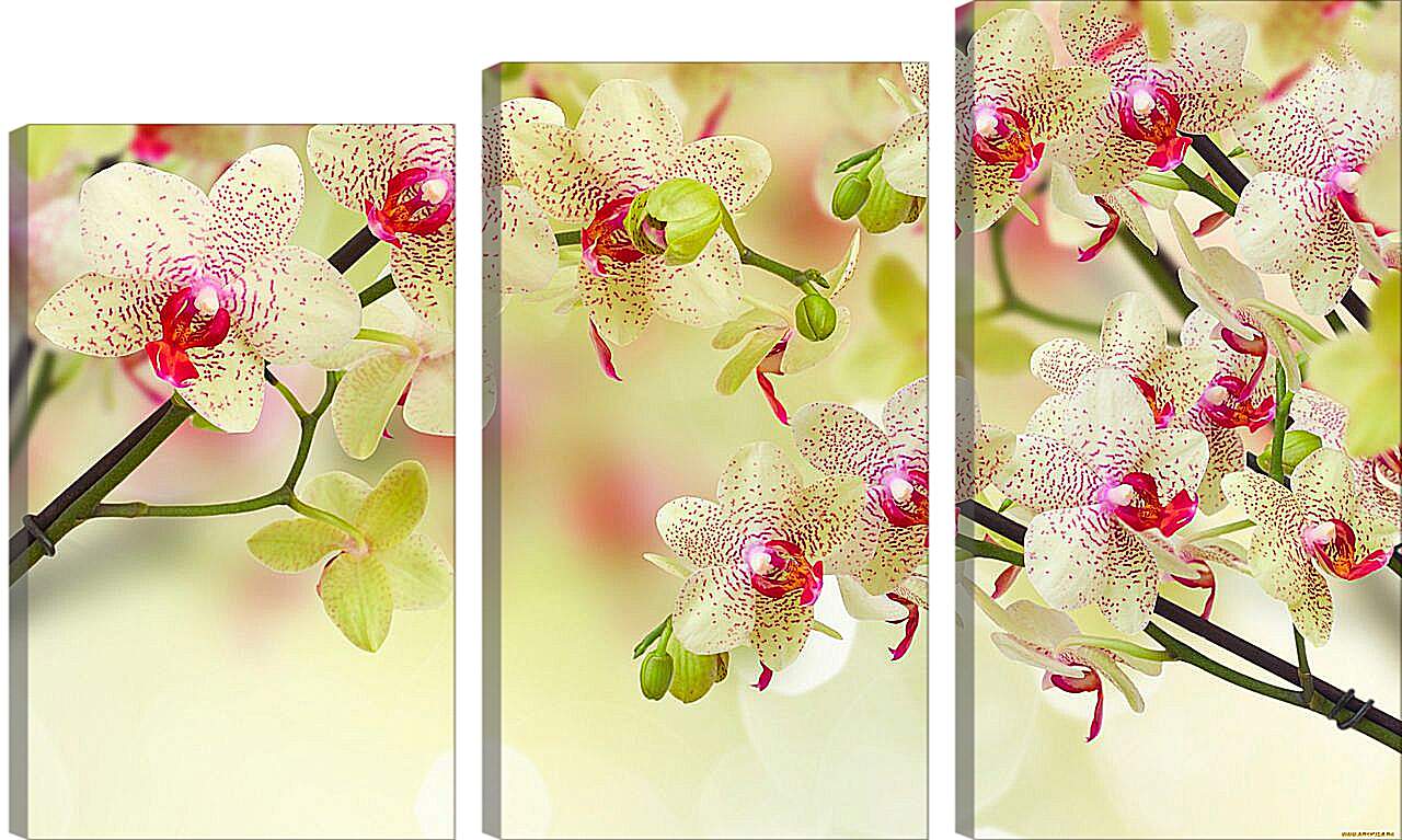 Модульная картина - Тигровые орхидеи
