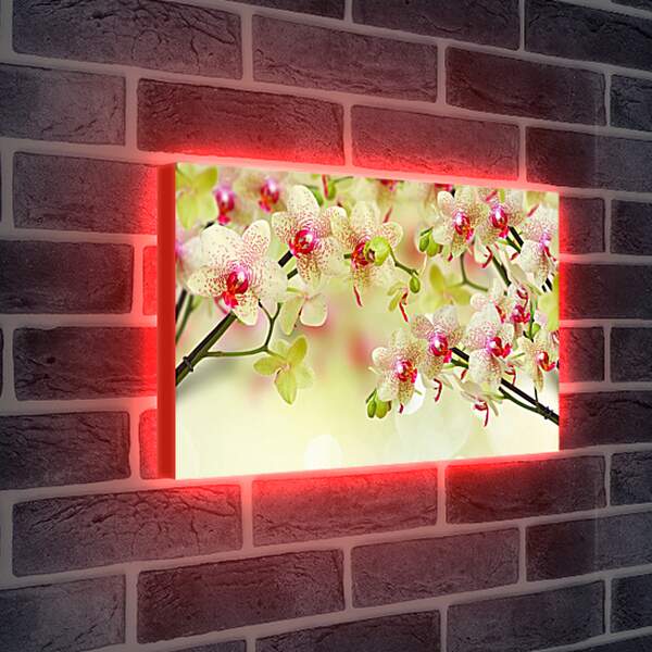 Лайтбокс световая панель - Тигровые орхидеи