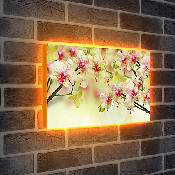 Лайтбокс световая панель - Тигровые орхидеи