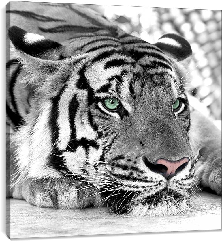 Постер и плакат - Зеленоглазый тигр