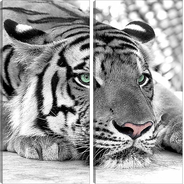 Модульная картина - Зеленоглазый тигр