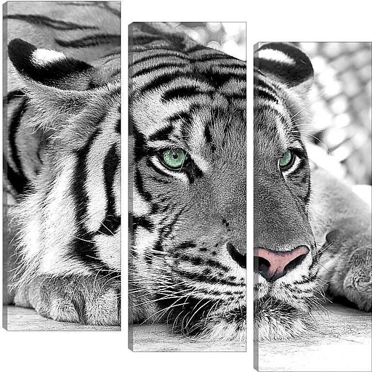 Модульная картина - Зеленоглазый тигр