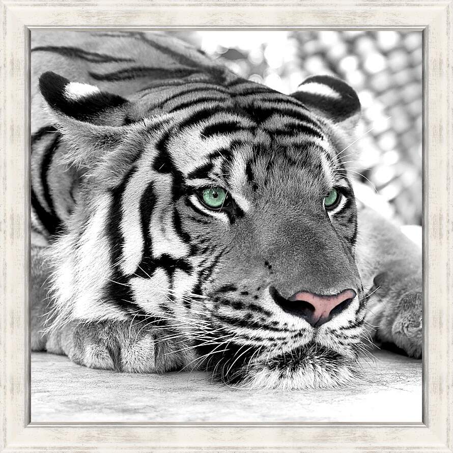 Картина в раме - Зеленоглазый тигр