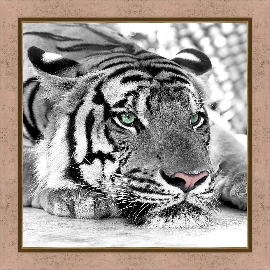 Картина в раме - Зеленоглазый тигр