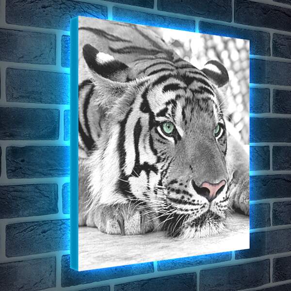 Лайтбокс световая панель - Зеленоглазый тигр