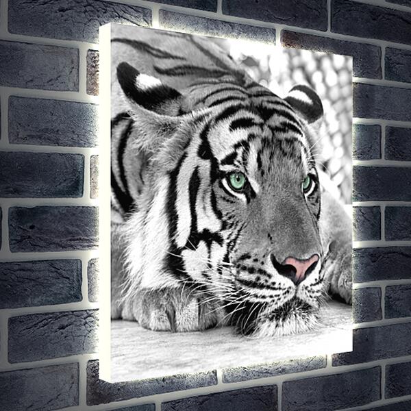 Лайтбокс световая панель - Зеленоглазый тигр