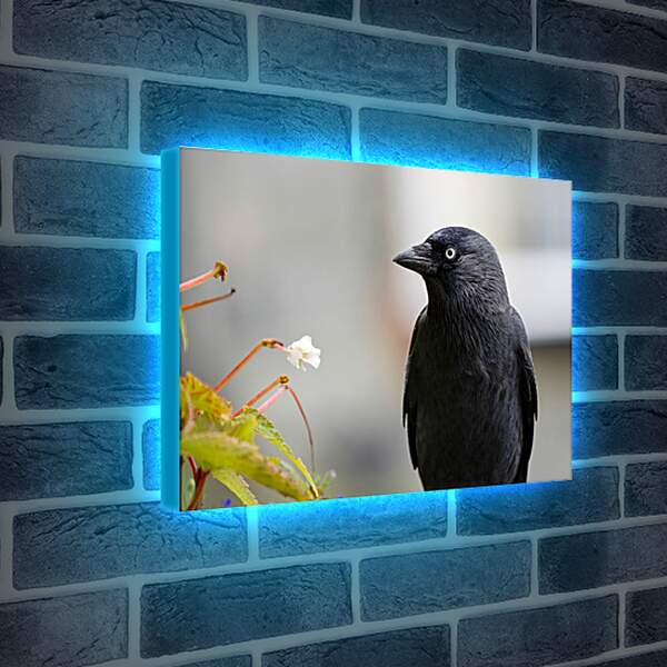 Лайтбокс световая панель - Ворон чёрный