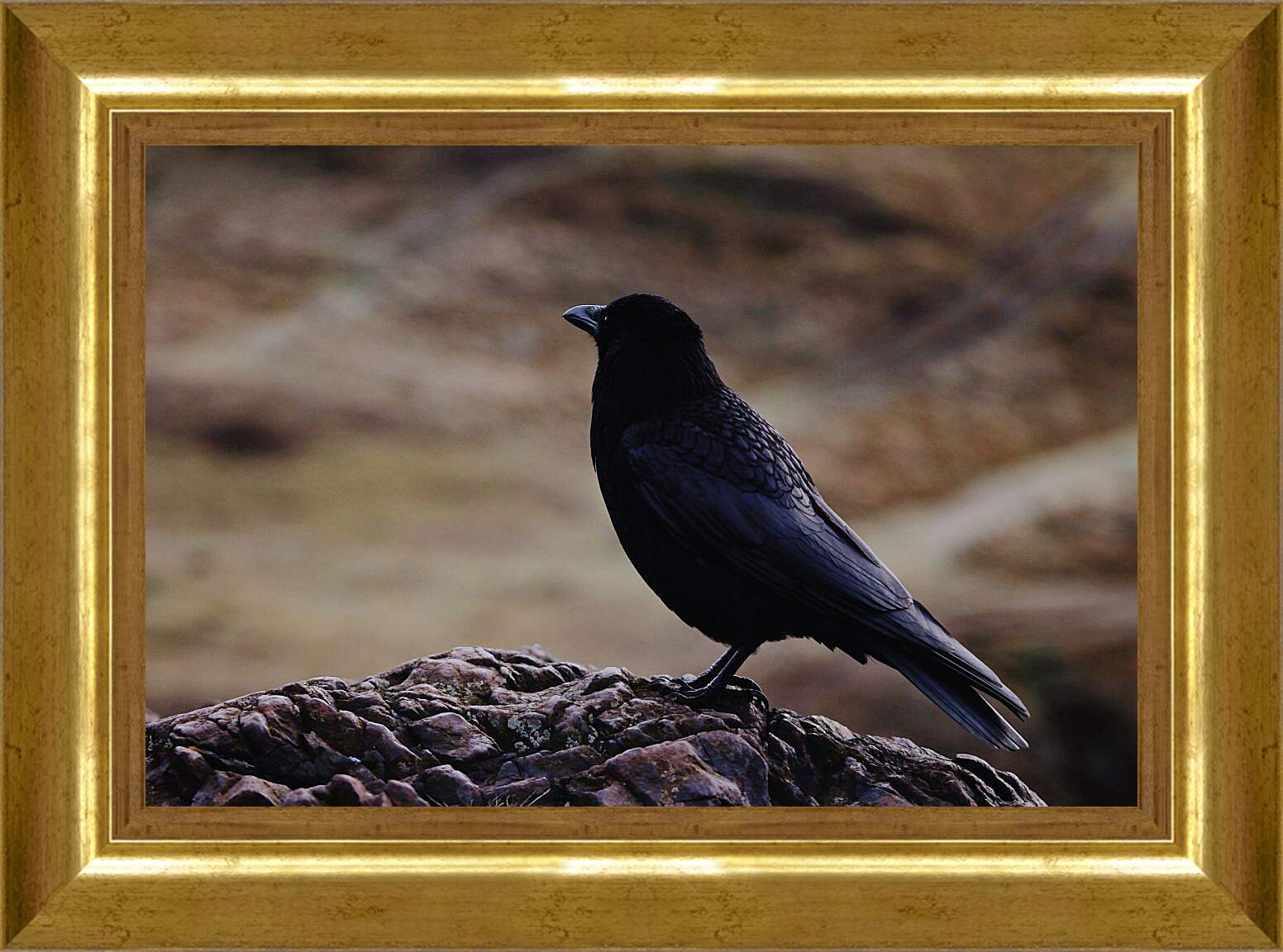 Картина в раме - Чёрный ворон на камне