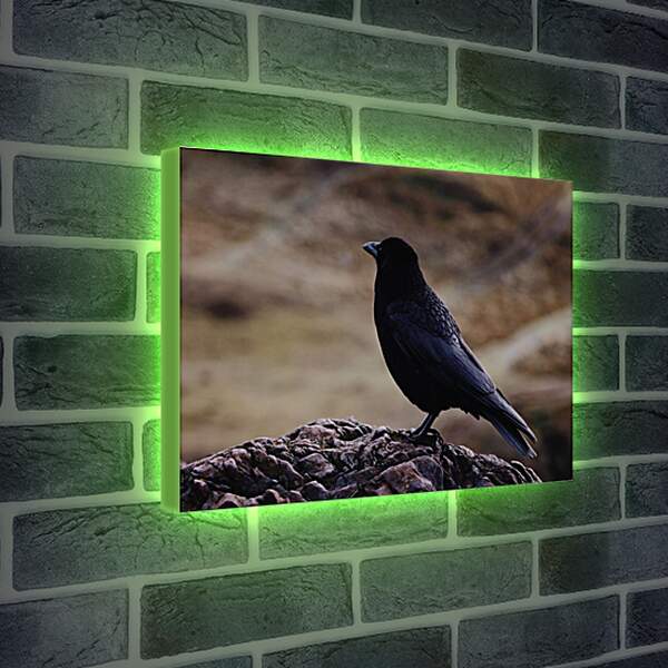 Лайтбокс световая панель - Чёрный ворон на камне