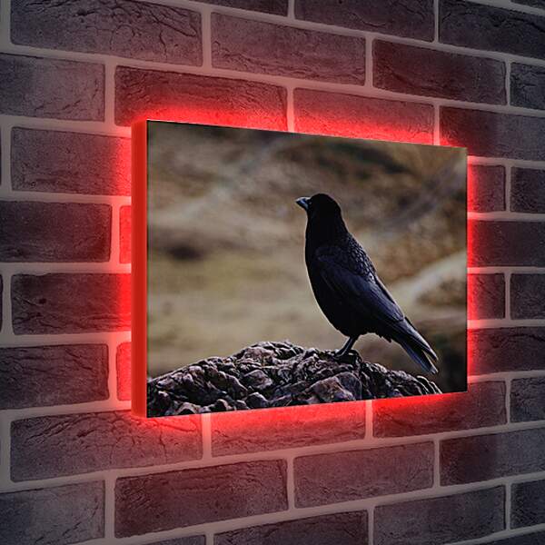 Лайтбокс световая панель - Чёрный ворон на камне