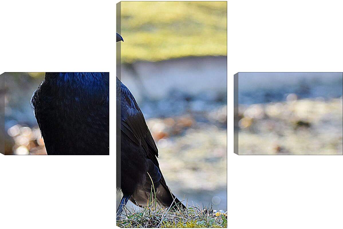 Модульная картина - Чёрный ворон на травке