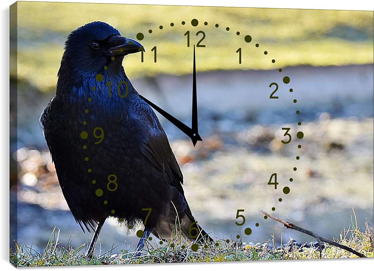 Часы картина - Чёрный ворон на травке