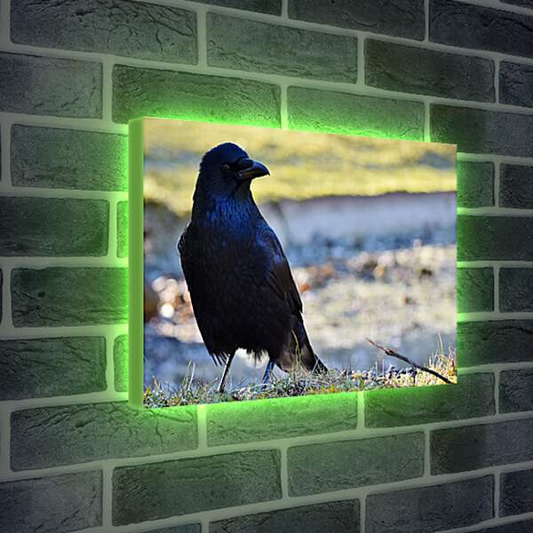 Лайтбокс световая панель - Чёрный ворон на травке
