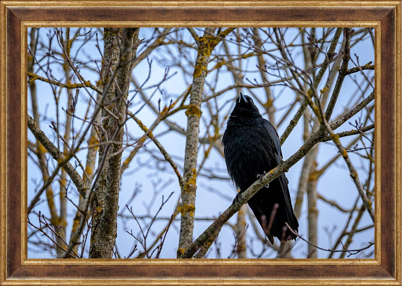 Картина в раме - Чёрный ворон в ветках