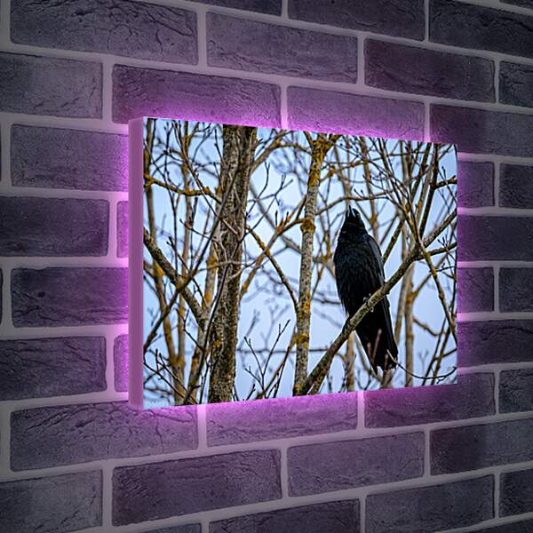 Лайтбокс световая панель - Чёрный ворон в ветках