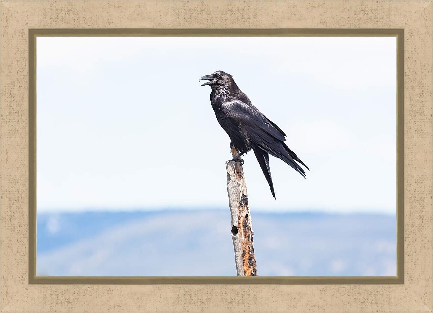 Картина в раме - Чёрный ворон сидит на палке