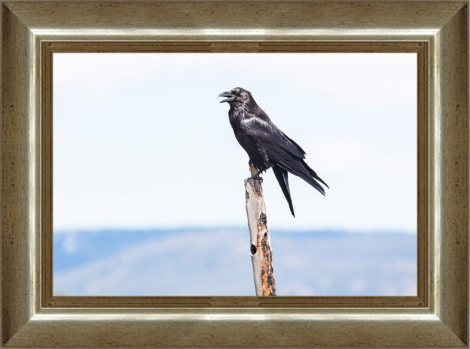 Картина в раме - Чёрный ворон сидит на палке